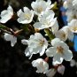 MOUNTAIN WHITE SAKURA Prunus Serrulata - 5+ SEEDS Plantations