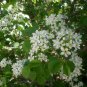 MAHALEB CHERRY Prunus Mahaleb - 15 SEEDS Plantations