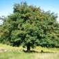 EUROPEAN MOUNTAIN ASH Sorbus Aucuparia - 20 SEEDS Plantations