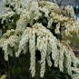 JAPANESE PIERIS Pieris Japonica - 50 SEEDS Plantations
