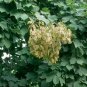 CHINESE PARASOL TREE Firmiana Simplex - 10 SEEDS Plantations