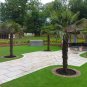 CHINESE WINDMILL PALM Trachycarpus Fortunei - 5 SEEDS Plantations