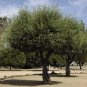 OLIVE TREE Olea Europaea - 5 SEEDS Plantations