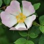 DOG ROSE Rosa Canina - 50 SEEDS Plantations