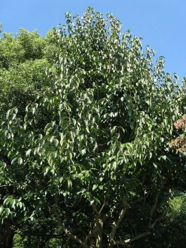 HARDY RUBBER TREE Eucommia Ulmoides - 10 SEEDS Plantations