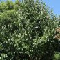 HARDY RUBBER TREE Eucommia Ulmoides - 10 SEEDS Plantations