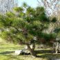 CHINESE RED PINE Pinus Tabuliformis - 10 SEEDS Plantations