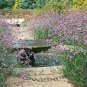 PURPLETOP VERBENA Verbena Bonariensis - 100+ SEEDS Plantations