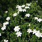 CAPE JASMINE Gardenia Jasminoides - 10+ SEEDS Plantations