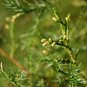 CHINESE JUNIPER Juniperus Chinensis - 10 SEEDS Plantations