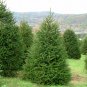 NORWAY SPRUCE Picea Abies - 30+ SEEDS Plantations