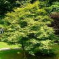 JAPANESE MAPLE Acer Palmatum - 10 SEEDS Plantations