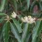 ROSE GUM Eucalyptus Grandis - 100+ SEEDS Plantations