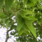 JAPANESE PAGODA TREE Sophora Japonica - 10+ SEEDS Plantations