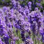 ENGLISH LAVENDER Lavandula Angustifolia - 100+ SEEDS Plantations