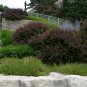 JAPANESE BARBERRY Berberis Thunbergii Atropurpurea - 10+ SEEDS Plantations