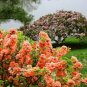 JAPANESE QUINCE Chaenomeles Japonica - 15 SEEDS Plantations