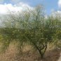 JERUSALEM THORN Parkinsonia Aculeata - 20 SEEDS Plantations