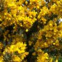 GORSE Ulex Europaeus - 30 SEEDS Plantations
