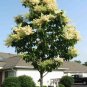 PEKING LILAC Syringa Pekinensis - 20 SEEDS Plantations