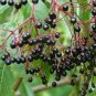 AMERICAN ANGELICA TREE Aralia Spinosa - 15 SEEDS Plantations