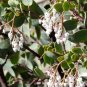 WHITELEAF MANZANITA Arctostaphylos Viscida - 10 SEEDS Plantations