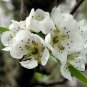 BARTLET PEAR Pyrus Communis Bartlett - 10+ SEEDS Plantations