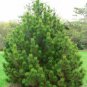 BOSNIAN PINE Pinus Heldreichii Leucodermis - 10+ SEEDS Plantations