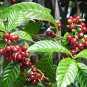 ARABIAN COFFEE TREE Coffea Arabica - 5+ SEEDS Plantations