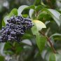 CHINESE GLOSSY PRIVET Ligustrum Lucidum - 15 SEEDS Plantations