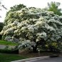 WHITE FRINGE TREE Chionanthus Virginicus - 10 SEEDS Plantations
