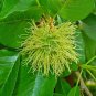 OSAGE ORANGE Maclura Pomifera - 10 SEEDS Plantations