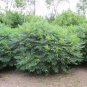 STAGHORN SUMAC Rhus Typhina - 30 SEEDS Plantations