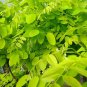 BRISTLY LOCUST Robinia Fertilis - 20 SEEDS Plantations
