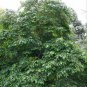 PERSIMMON Diospyros Virginiana - 10+ SEEDS Plantations