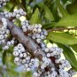 WAX MYRTLE SOUTHERN Myrica Cerifera - 50+ SEEDS Plantations