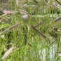 BLUE GRAMA GRASS Bouteloua Gracilis - 50 SEEDS Plantations