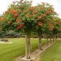TRUMPET CREEPER Campsis Radicans - 25 SEEDS Plantations Plantations