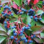 VIRGINIA CREEPER Parthenocissus Quinquefolia 10 SEEDS Plantations
