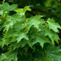 NORWAY MAPLE Acer Platanoides - 10 SEEDS Plantations