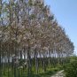 PAULOWNIA PAO TONG Z07 Paulownia Hybrid - 200+ SEEDS Plantations