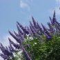 LILAC CHASTE TREE Vitex Agnus castus - 10 SEEDS Plantations