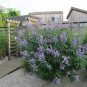 LILAC CHASTE TREE Vitex Agnus castus - 10 SEEDS Plantations