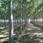 ROYAL TREEME, NORDMAX 21 Paulownia 9501 Hybrid 200 SEEDS Plantations
