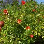 POMEGRANATE Punica Granatum Bedana 50 SEEDS Plantations