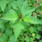ATLANTA NINEBARK Physocarpus Opulifolius - 100 SEEDS Plantations