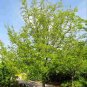 AMERICAN HORNBEAM Carpinus Caroliniana - 20+ SEEDS Plantations