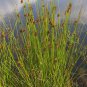 SOFT RUSH Juncus Effusus 500 SEEDS Plantations