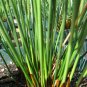 SOFT RUSH Juncus Effusus 500 SEEDS Plantations