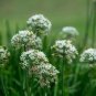 GARLIC CHIVES Allium Tuberosum - 200+ SEEDS Plantations